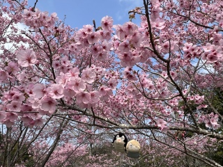 �����A����🌸