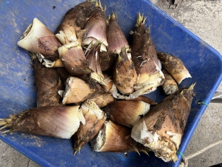 �����̂�